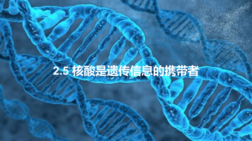 2.5 核酸是遗传信息的携带者课件(共29张PPT)-2023-2024学年高一上学期生物人教版（2019）必修1
