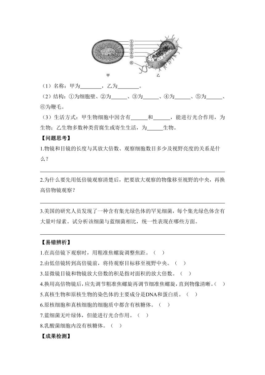 1.2细胞的多样性和统一性  导学案（有答案）——2023-2024学年高一生物人教版（2019）必修一