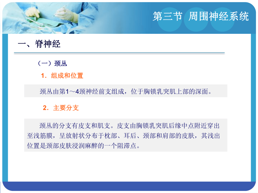 14.3周围神经系统 课件(共94张PPT)-《解剖学基础》同步教学（江苏大学出版社）