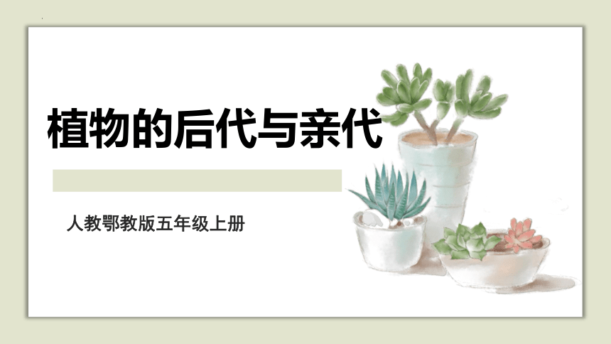 人教版五年级上册科学6.植物的后代与亲代（课件）(共27张PPT)