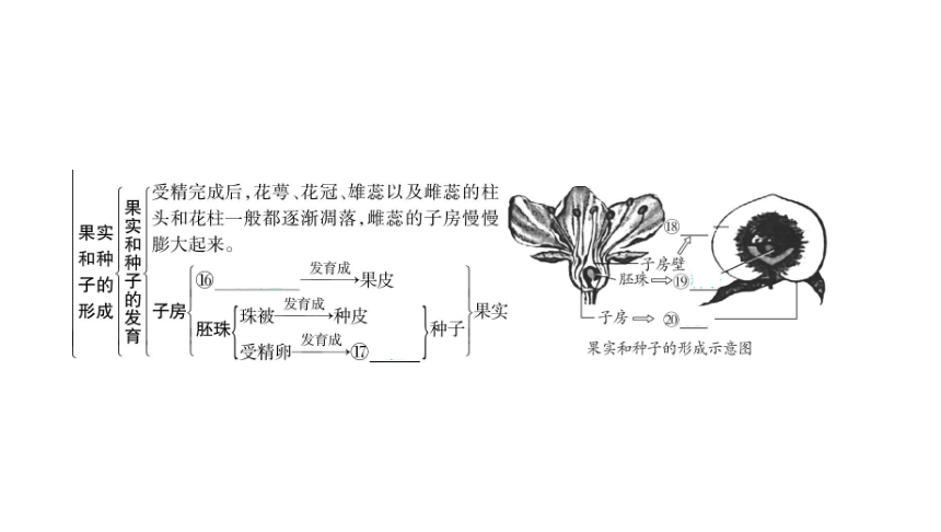 2024年山东省中考生物（济南版）一轮复习4.1.1 绿色开花植物的一生（一）课件（23张PPT)