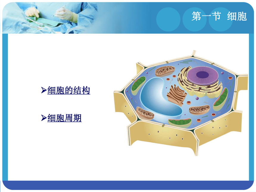 1.1细胞 课件(共23张PPT)-《解剖学基础》同步教学（江苏大学出版社）