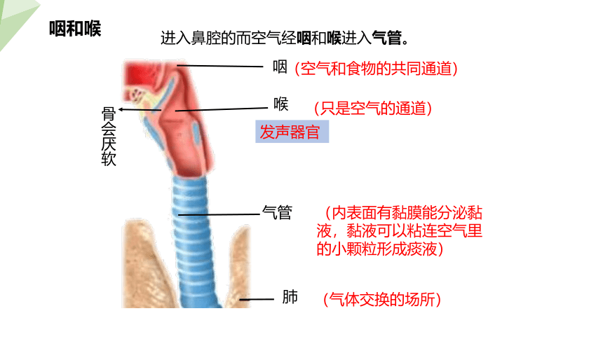 4.10.2 人体细胞获得氧气的过程 课件 （共29张PPT）2023-2024学年初中生物北师版七年级下册