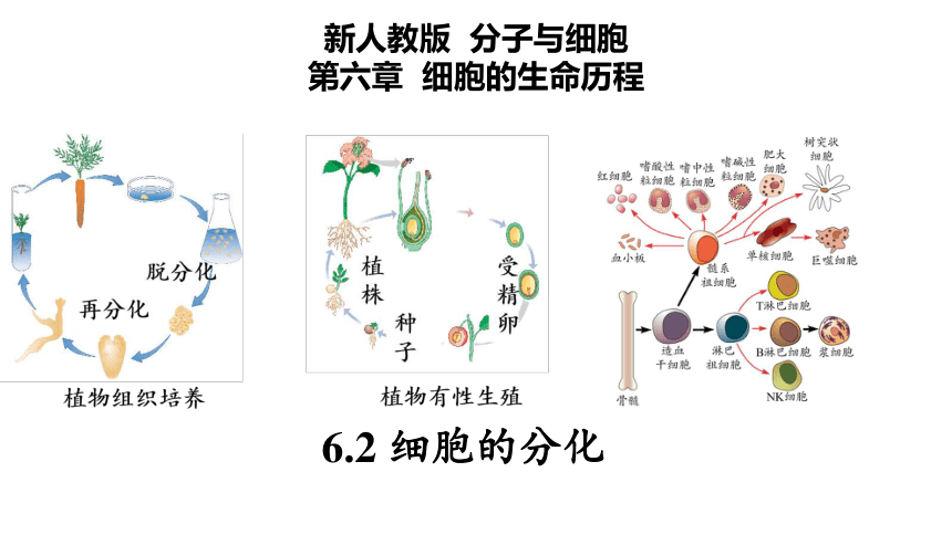 6.2 细胞的分化（共48张PPT）-高一生物课件（2019人教版必修1）