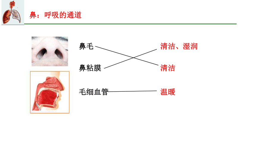 7.2 人体的呼吸（第一课时）2023-2024学年七年级生物上册同步精品课件（苏科版）(共25张PPT)+视频素材