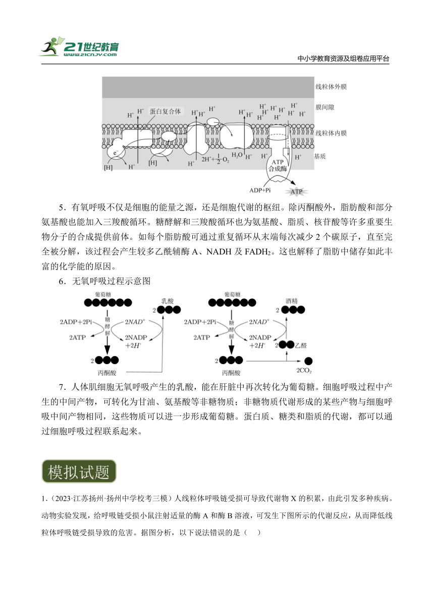【备考2024】高中生物一轮复习学案 第4讲 细胞的能量代谢（2）——呼吸作用（含解析）