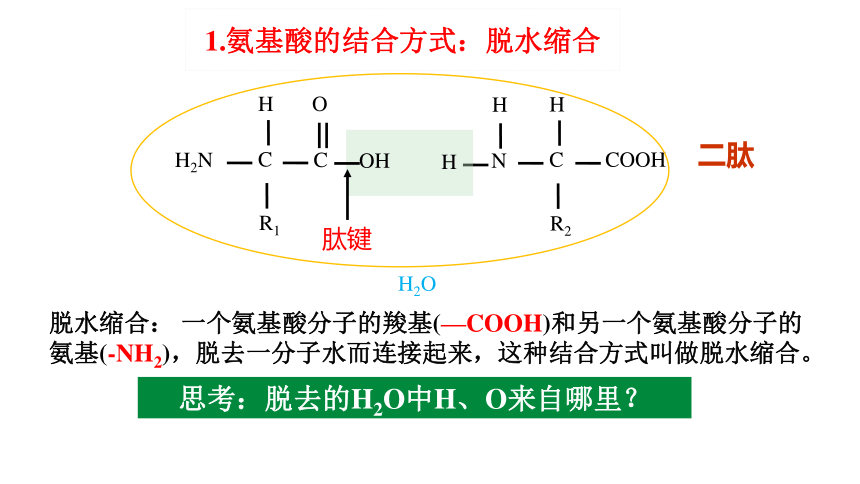 2.4蛋白质是生命活动的主要承担者课件(共30张PPT)-人教版（2019）必修1