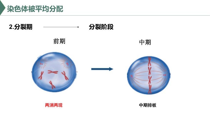 5.1 细胞通过分裂实现增殖（课件）(共30张PPT)高一生物（沪科版2020必修1）