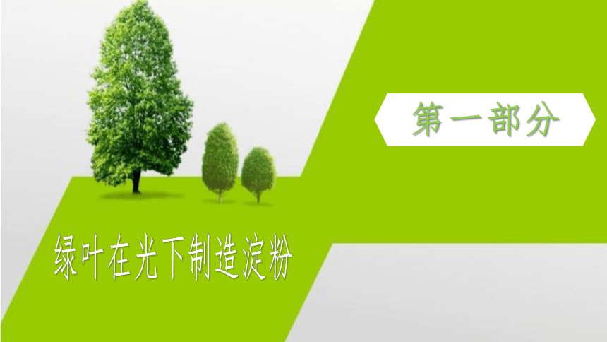 3.4 绿色植物是生物圈中有机物的制造者2023-2024学年七年级生物上册同步精品课件（人教版）(共30张PPT)