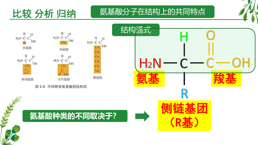 2.2 蛋白质和核酸是重要的生物大分子(共33张PPT)-高一生物学（沪科2020必修1）