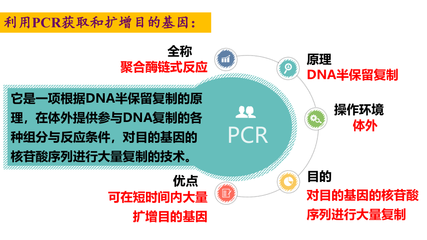 3.1.2 聚合链式反应(PCR)技术课件(共19张PPT)2022-2023学年高二下学期生物苏教版选择性必修3