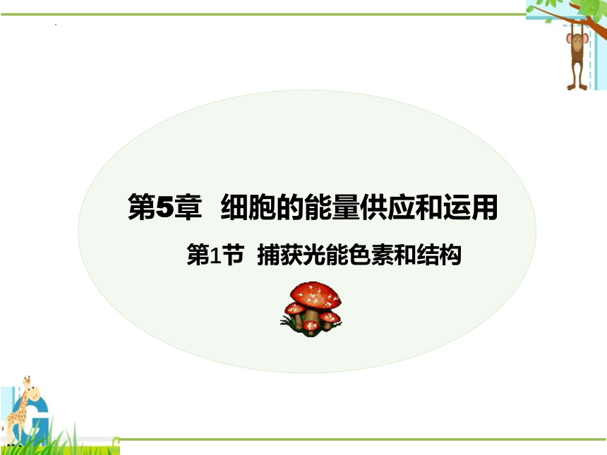 5.4.1 捕获光能的色素和结构（第1课时）课件(共30张PPT)-2023-2024学年高一上学期生物人教版（2019）必修1