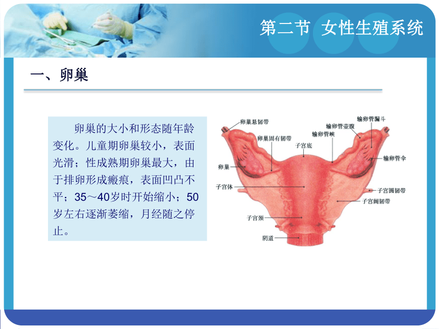 6.2女性生殖系统 课件(共19张PPT)-《解剖学基础》同步教学（江苏大学出版社）