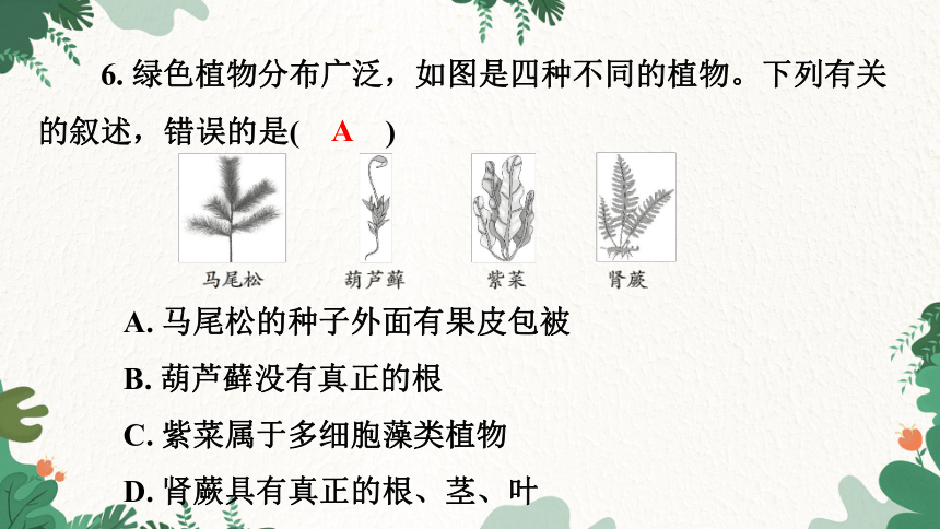 3.1.2种子植物习题课件(共26张PPT)人教版生物七年级上册