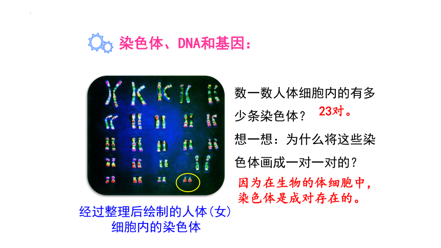 7.2.2基因在亲子代间的传递课件(共20张PPT) 人教版生物八年级下册