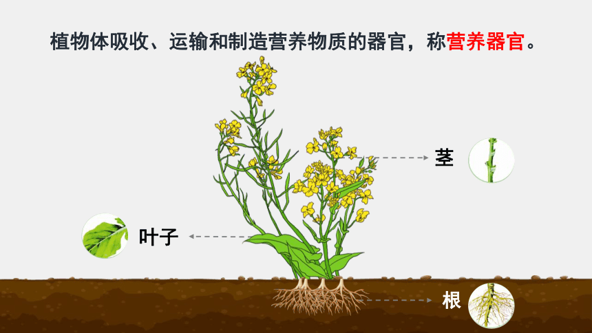 3.6.2  营养器官的生长 课件(共15张PPT)生物北师大版七年级上册