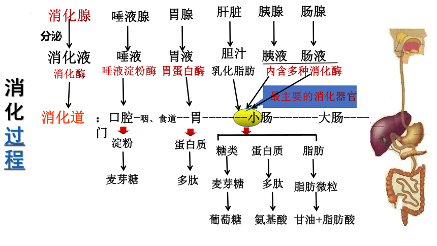 4.9.2人体的消化与吸收课件(共31张PPT) 苏教版生物七年级下册