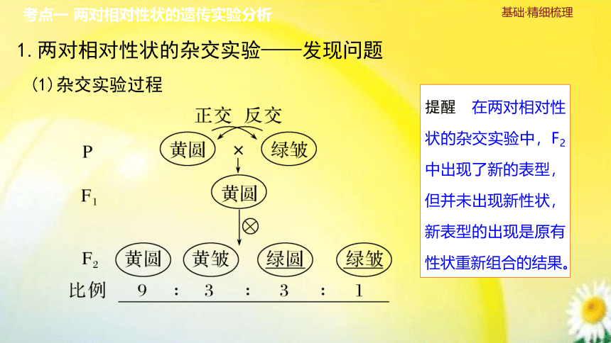 高三生物总复习课件-必修2 遗传与进化：第17讲　基因的自由组合定律(共36张PPT)