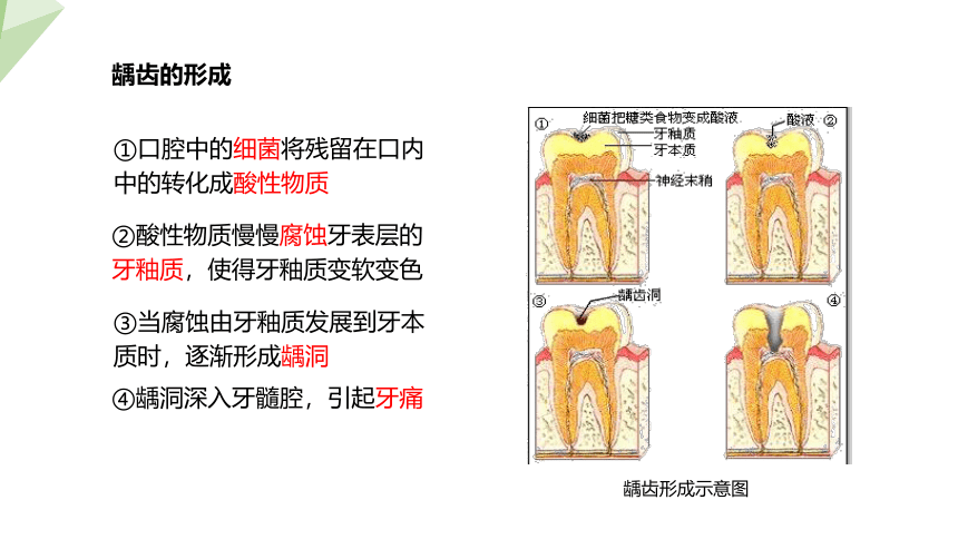 4.9.2 人体的消化吸收 课件 (共26张PPT)2023-2024学年初中生物苏教版七年级下册