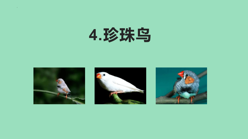4《珍珠鸟》课件(共18张PPT)