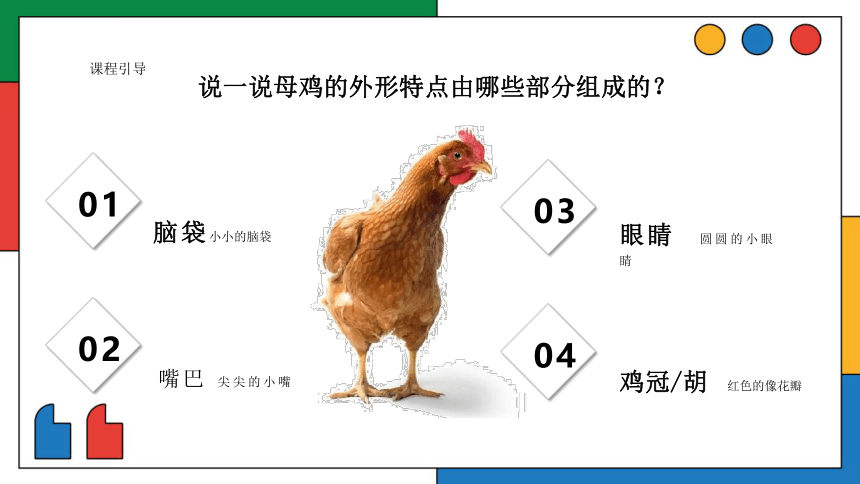 美术社团课程《鸡妈妈孵小鸡》课件(共22张PPT) 小学延时服务