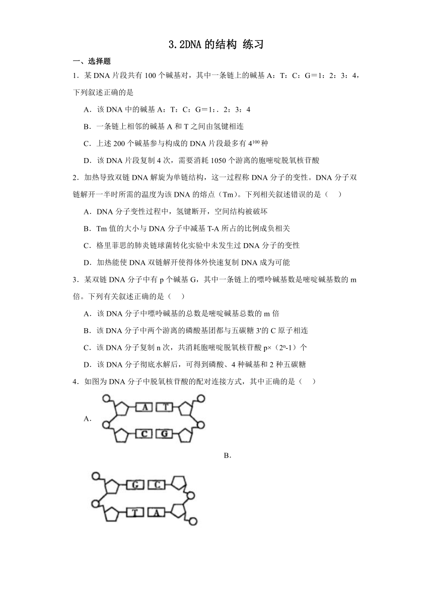 3.2DNA的结构 练习（解析版）