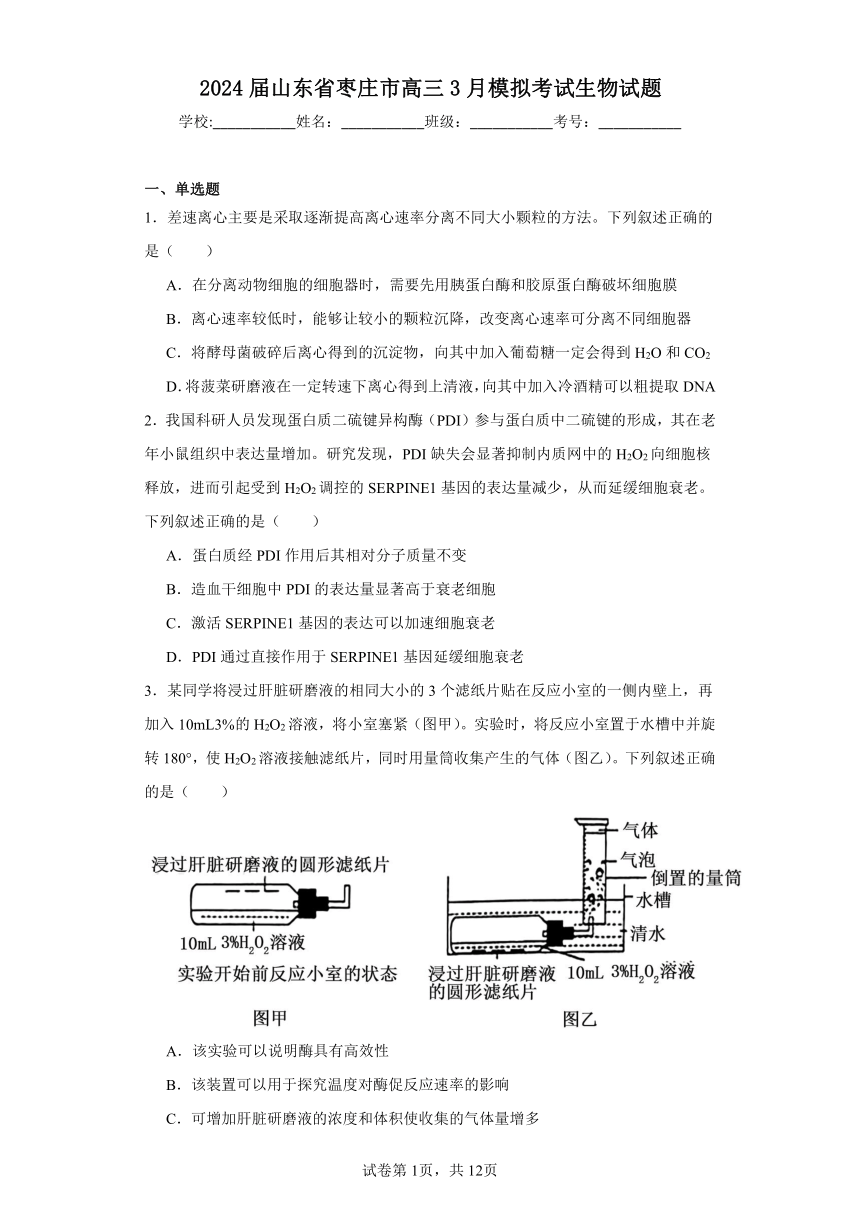 2024届山东省枣庄市高三3月模拟考试生物试题（含解析）