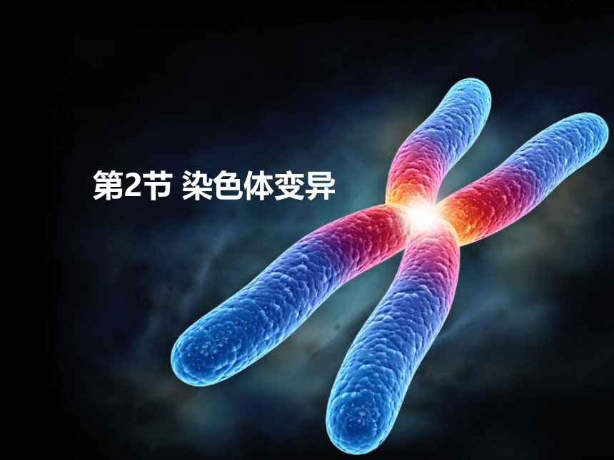 5.2染色体变异（共73张ppt）高中生物人教版（2019）必修2