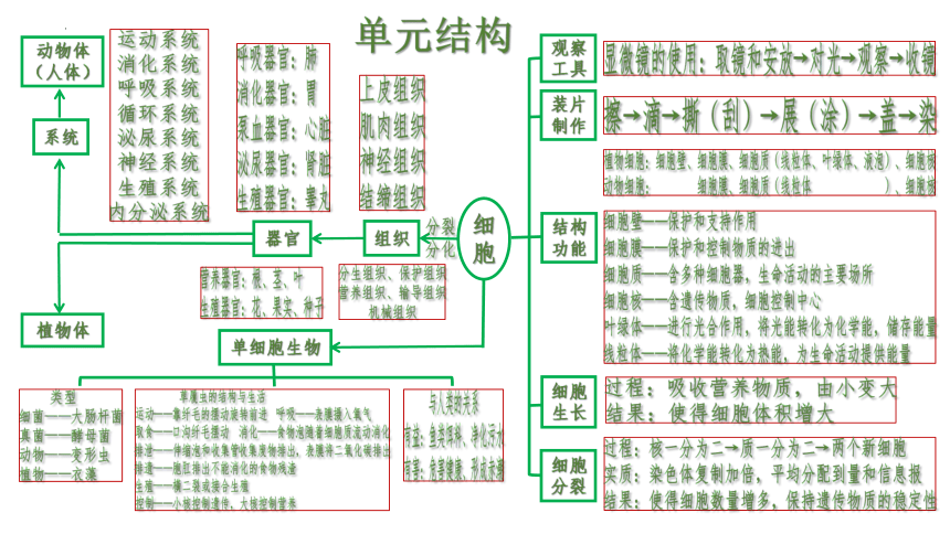 第二单元 生物体的结构层次（单元复习课件）-【大单元教学】2023-2024学年七年级生物上册同步备课系列（人教版）(共41张PPT)