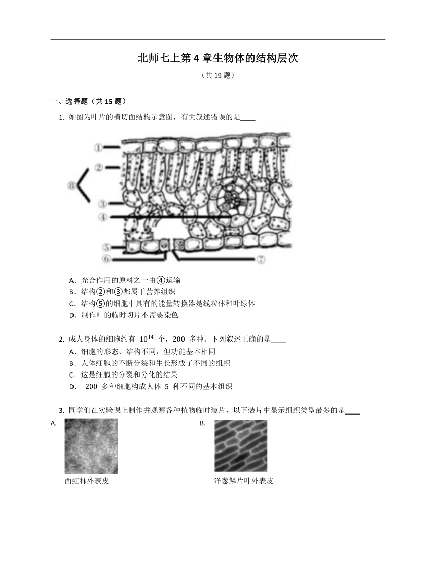 2.4生物体的结构层次本章复习与测试（含答案）北师大版七年级上册