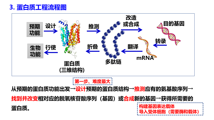 3.4蛋白质工程的原理和应用新教材课件(共24张PPT)-2022-2023学年高二下学期生物人教版（2019）选择性必修3