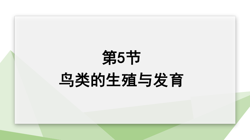 8.21.5 鸟类的生殖与发育 课件(共19张PPT) 2023-2024学年初中生物苏教版八年级下册