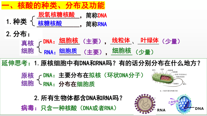 2.5 核酸是遗传信息的携带者 课件（共26张PPT）-高一生物（人教版2019必修1）