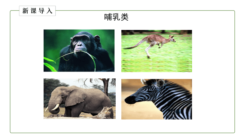 2.2.2脊椎动物的主要类群（第三课时）课件(共18张PPT)济南版 七年级生物上册