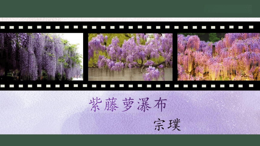 18 紫藤萝瀑布 课件（共26张PPT）