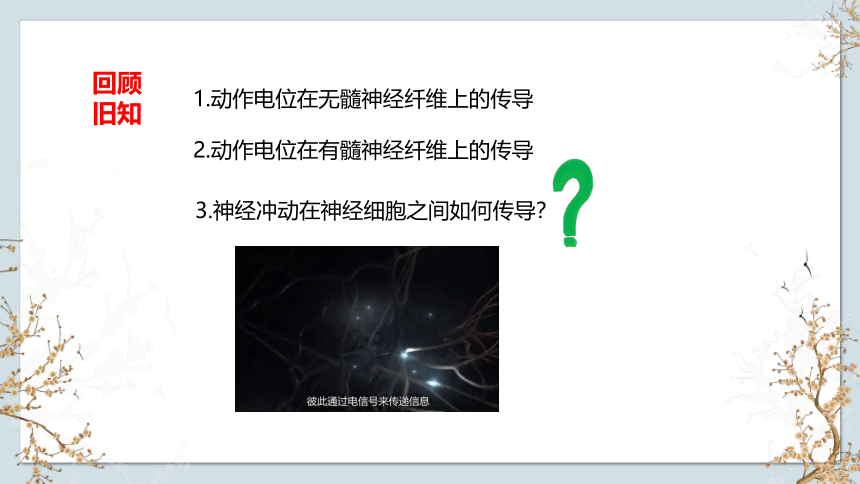 1.1 神经调节（第3课时）(共17张PPT)-2023-2024学年高二生物上册(苏教版2019选择性必修1)