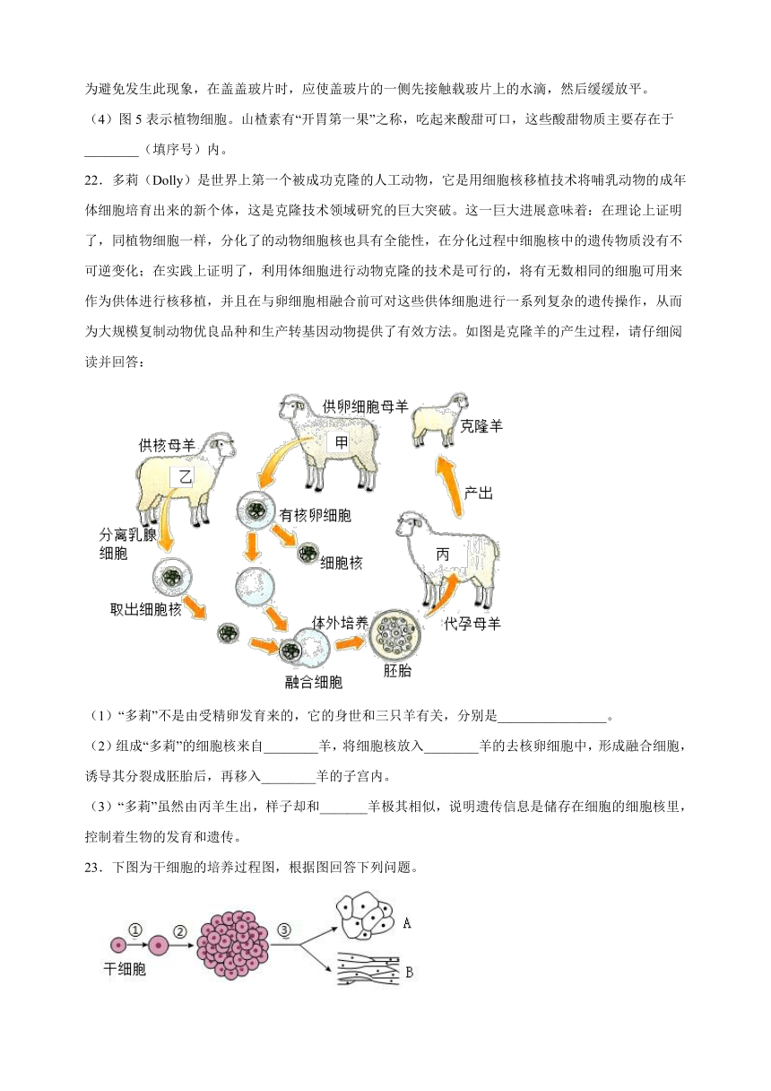 4.8《生物体有相同的基本结构》检测卷（含解析）2023-2024学年苏科版七年级生物下册