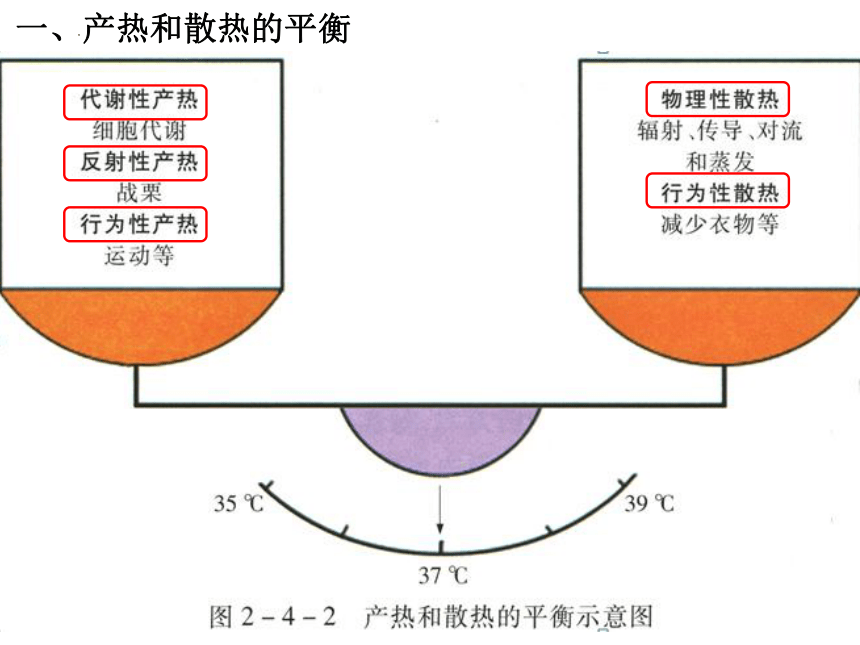 2.4体温稳定的调节课件(共28张PPT)2023-2024学年高二上学期生物苏教版选择性必修1