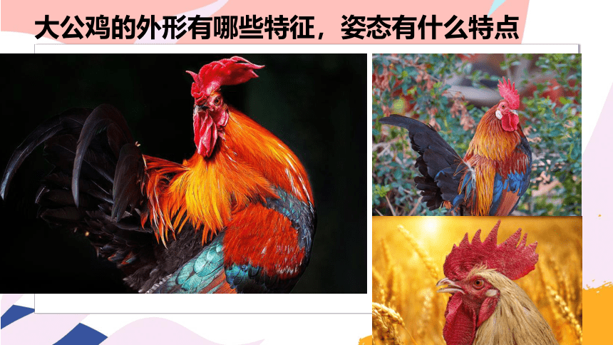 人美版 美术四年级下册14艳丽的大公鸡 课件(共11张PPT)