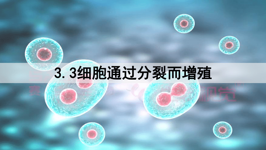 2.3.3  细胞通过分裂而增殖  课件(共29张PPT)-北师大版生物七年级上册