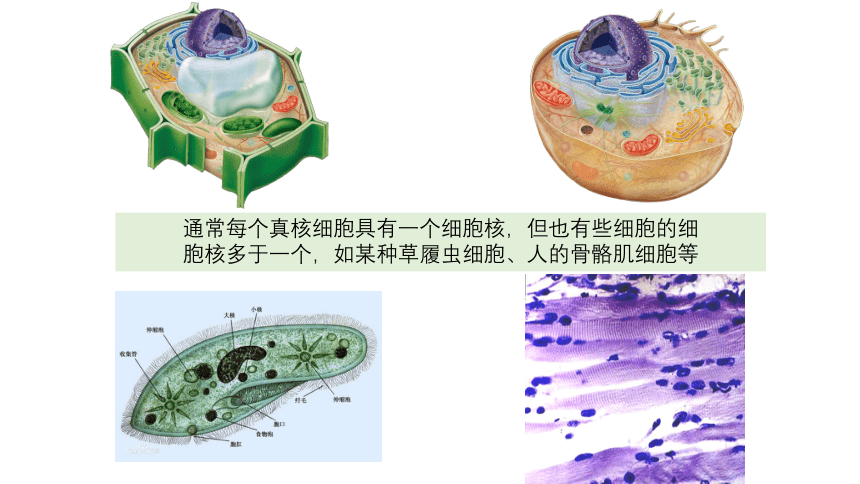 3.3细胞核的结构和功能课件 人教版必修1(共22张PPT)
