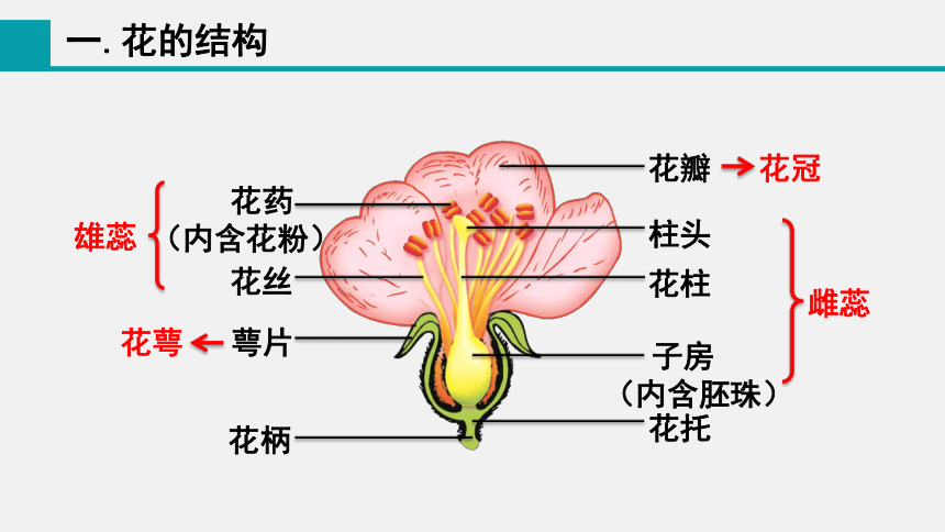 3.6.3 生殖器官的生长课件(共18张PPT) 2023-2024学年初中生物北师版七年级上册