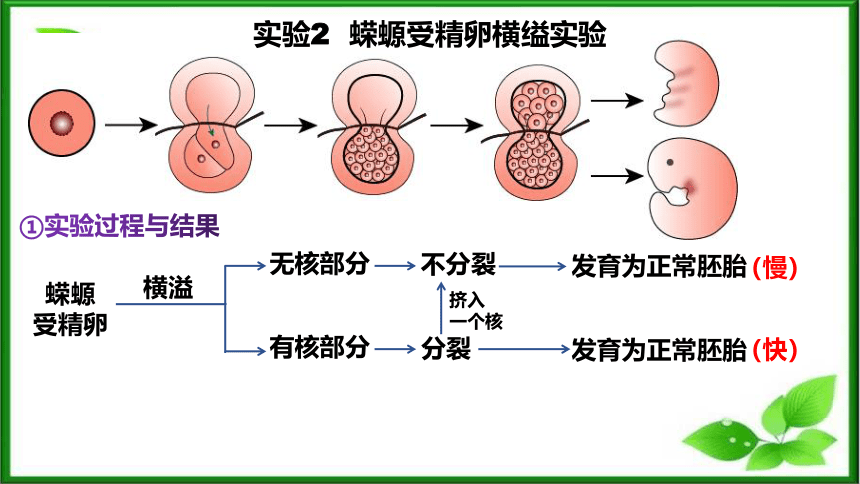 3.3细胞核的结构和功能课件(共29张PPT)-人教版必修一