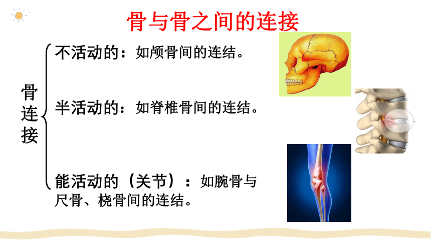 5.2.1动物的运动课件 (共42张PPT)人教版生物八年级上册