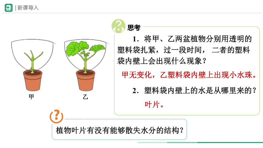 人教版生物七年级上册 3.3 绿色植物与生物圈的水循环（第1课时）教学课件