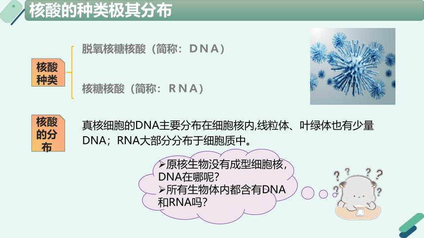 2.5 核酸是遗传信息的携带者（课件）(共23张PPT)-高一生物（人教版2019必修1）