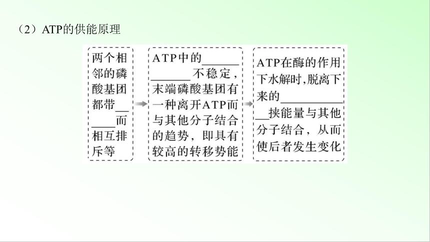 新教材生物一轮复习课件：第3单元 细胞的能量供应和利用 第2讲　ATP和细胞呼吸的原理、过程(共69张PPT)