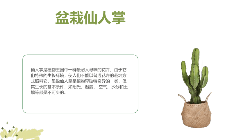 美术社团课程《小植物盆栽》小学延时服务 课件 (21张PPT)