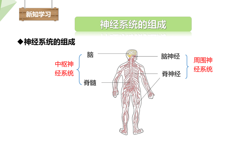 2.4.2 信息的传递   课件 (共15张PPT)2023-2024学年初中生物冀少版七年级下册