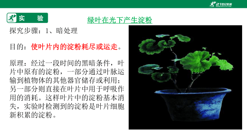 3.6.3  植物光合作用的实质-2023-2024学年七年级生物上册同步课件(共28张PPT)